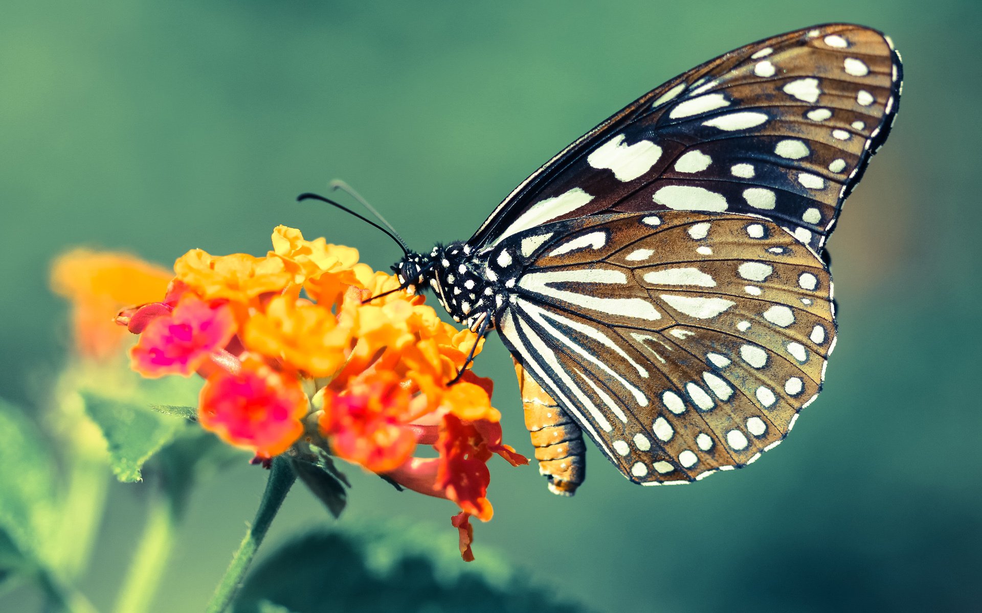 某队在大赛中扬眉吐气，赢得赞誉与掌声，在比赛期间,某队领队向总裁判出示证据