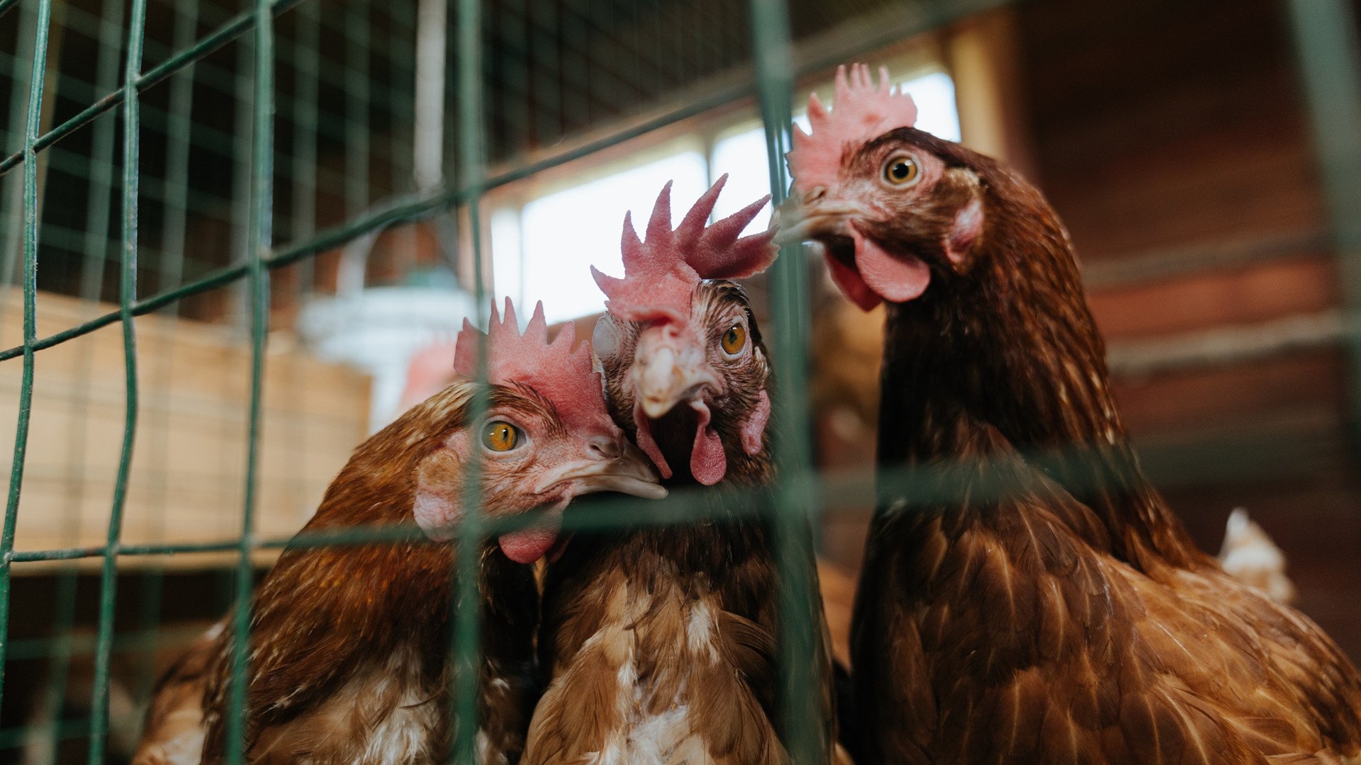 德国队后程冲刺略逊 仍具潜力，德国队can