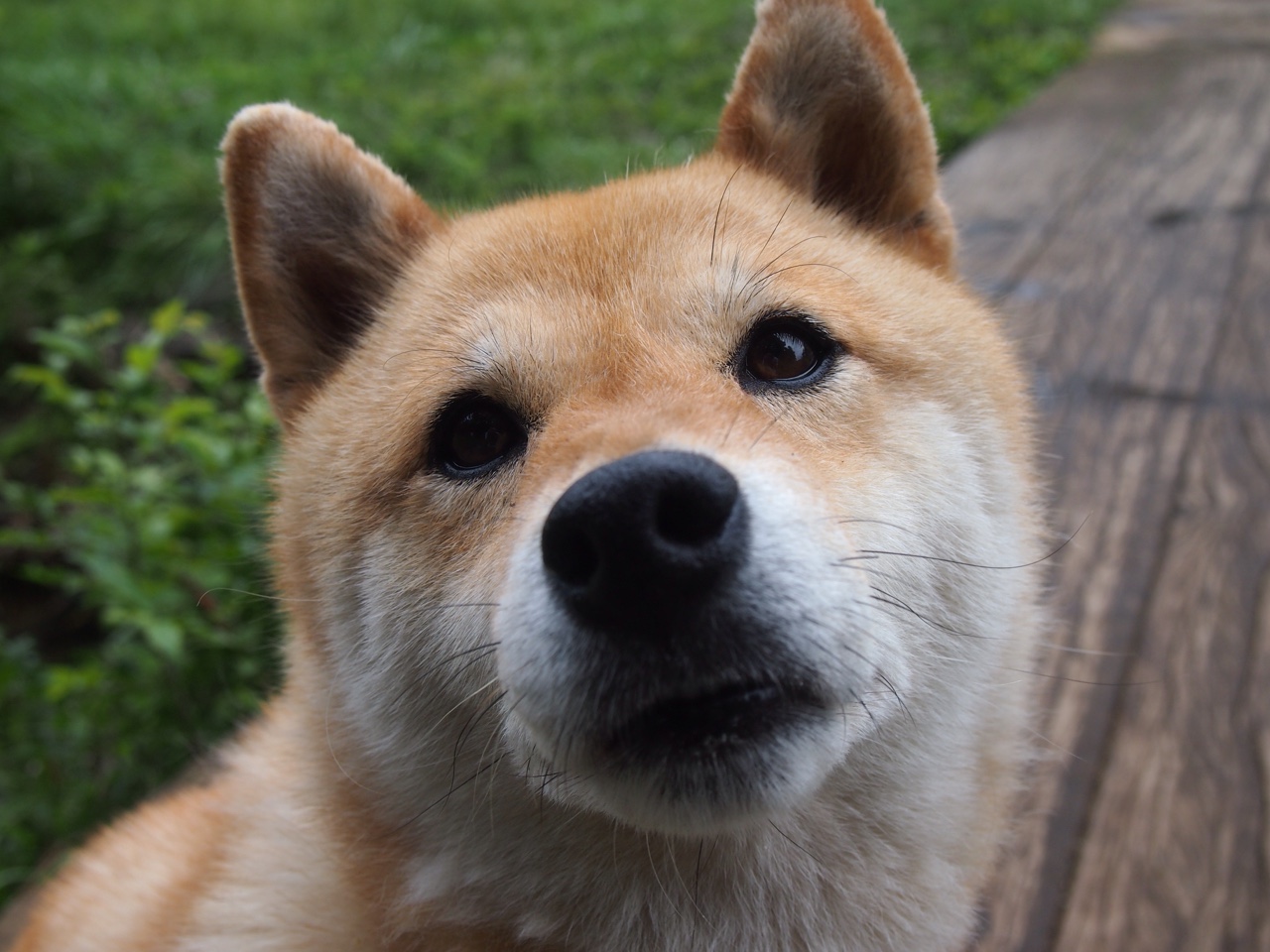 公牛加强对抗积极抢下前场篮板，公牛队篮板