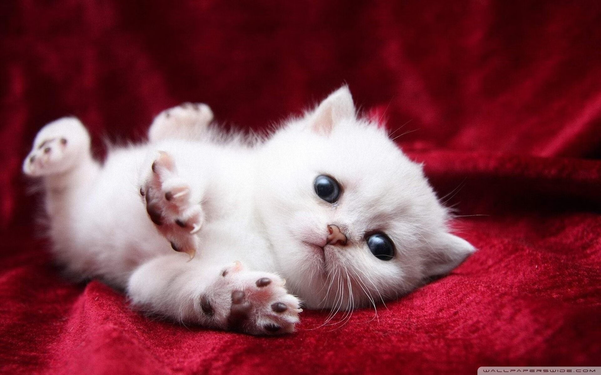 AYX GAME-达里尔·基：凭借精准的场上判断，他为全黑队进攻提供了重要保障